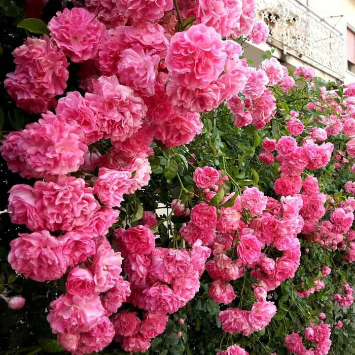 

Розовая плетистая роза