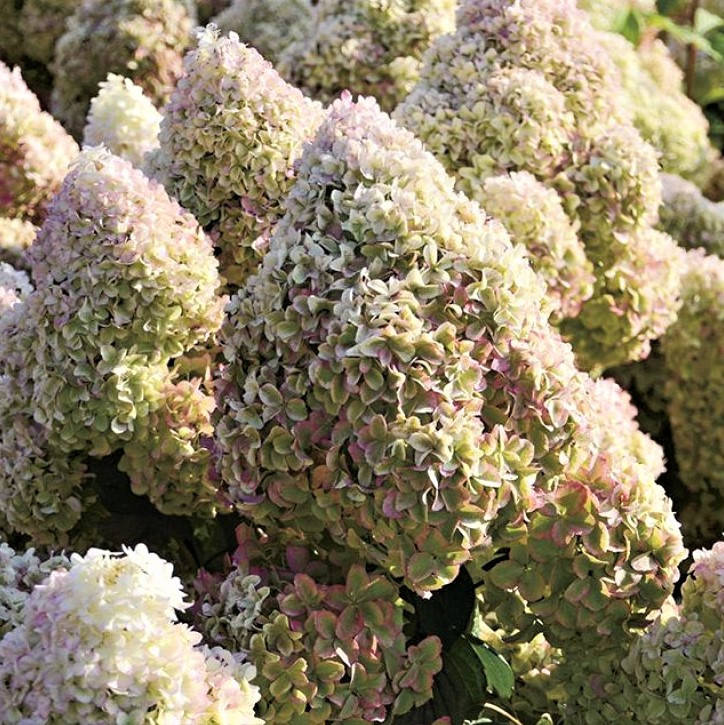 

Саженцы Гортензии метельчатой Диамантино (Hydrangea paniculata Diamantino)