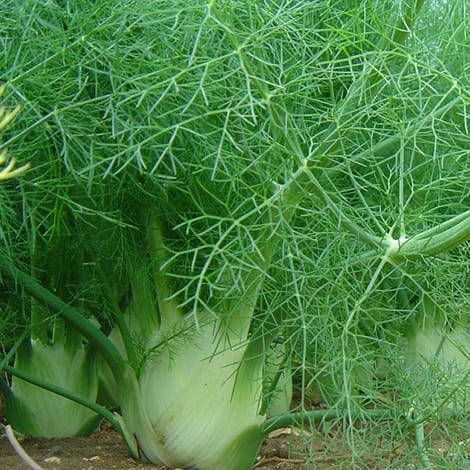 

Фенхель Зефир 1 г