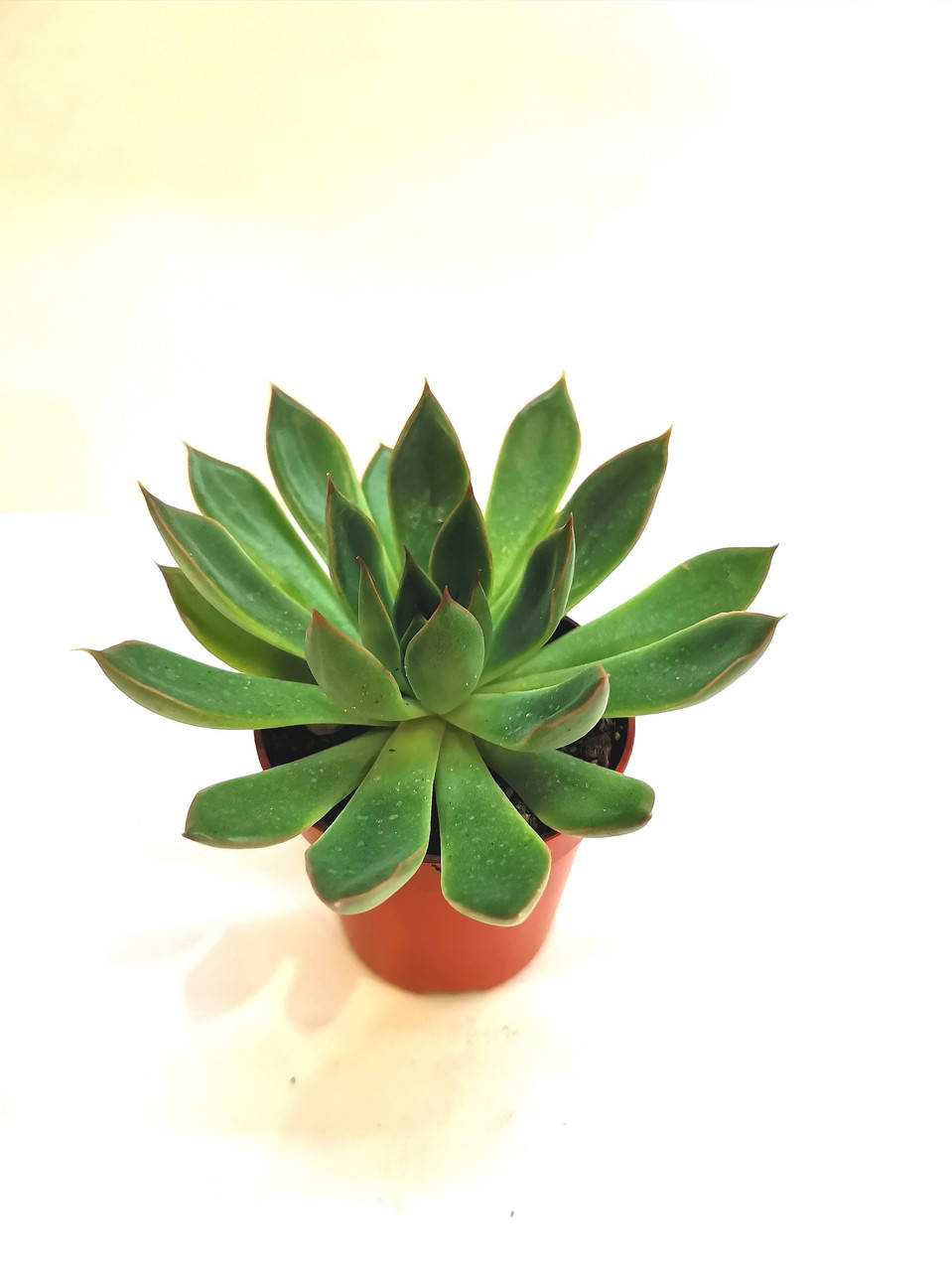 

Ехеверия Echeveria Суккулент Комнатное растение