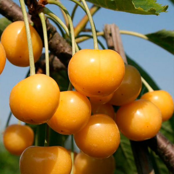 

Саженцы черешни «Драгана» - 2-летний