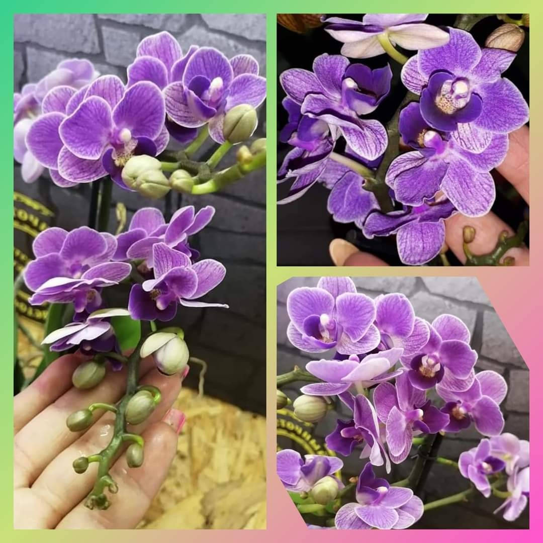 

Орхидея Phal. Violet Queen / Виолет Квин, Подросток 1,7, торф, Фиолетовый