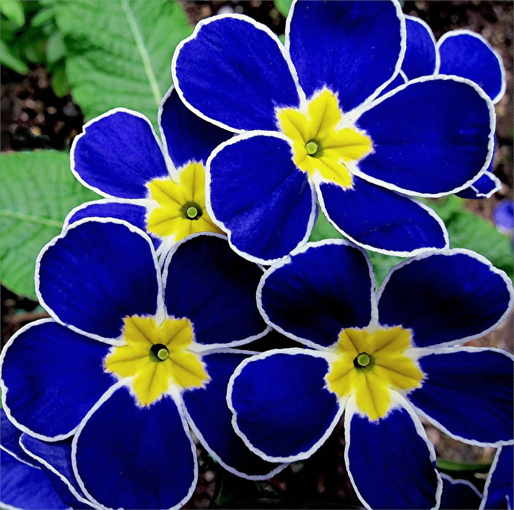 

Примула Блу Примроуз (Blue Primrose)