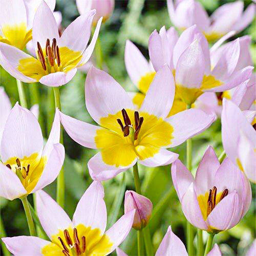 

Тюльпан Saxatilis (луковицы) 5шт