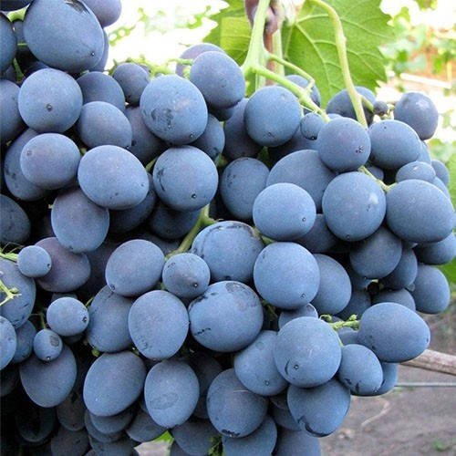 

Виноград Страшенский (саженцы)