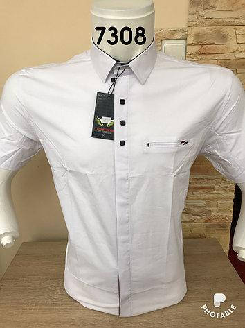 

Шведка мужская приталенная,молодёжная, белая с синей отделкой Noseda ( разм.,S,M,), Белый