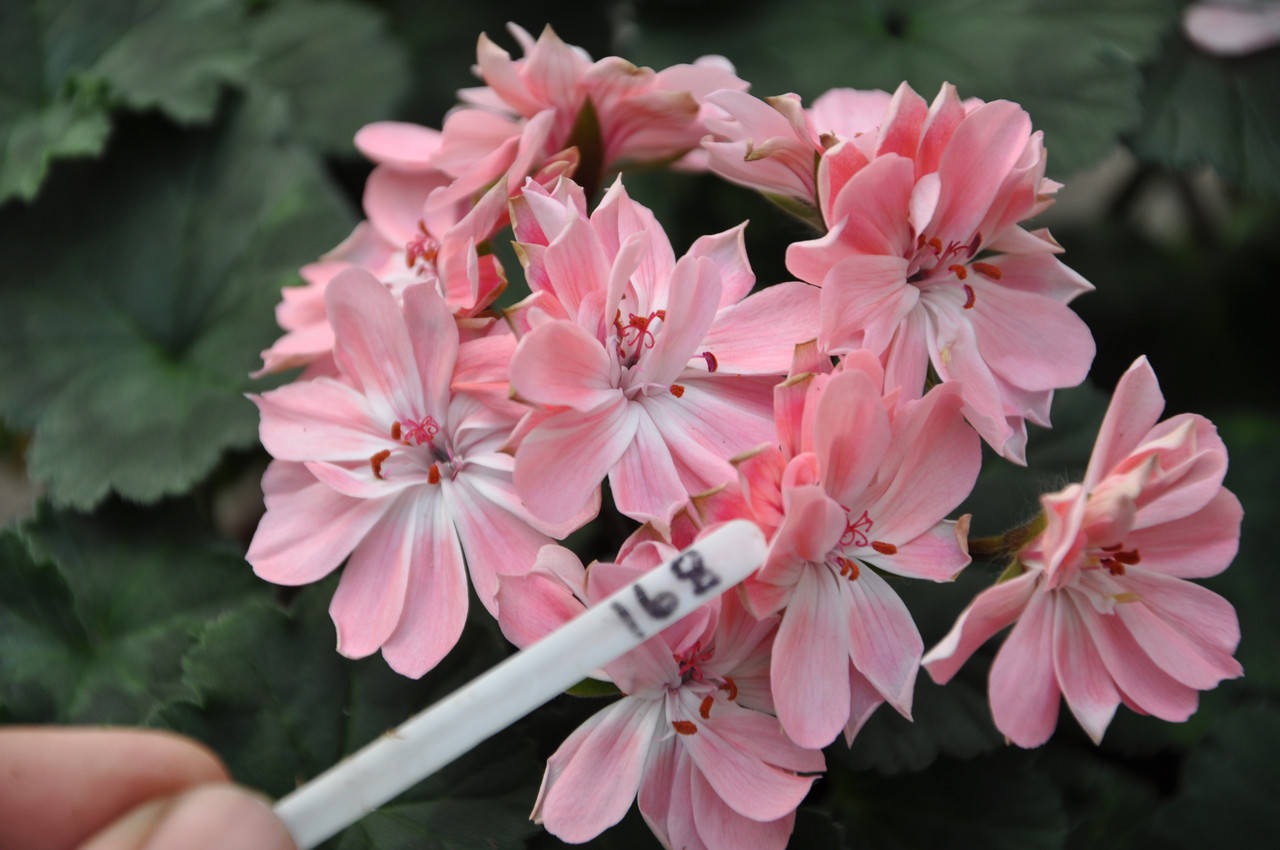 

Pelargongaragets Zonartic Annika (168)