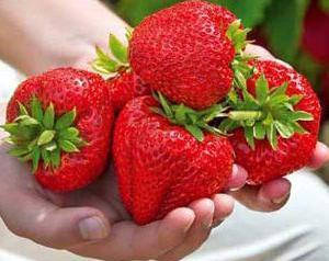 

Саженцы клубники " Гигинтела" ( поздний срок созревания)