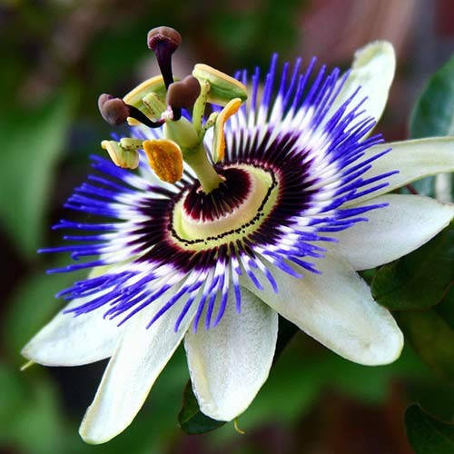 

Семена Пассифлора Кавалерийская звезда 0,1г GL Seeds (1796), Синий
