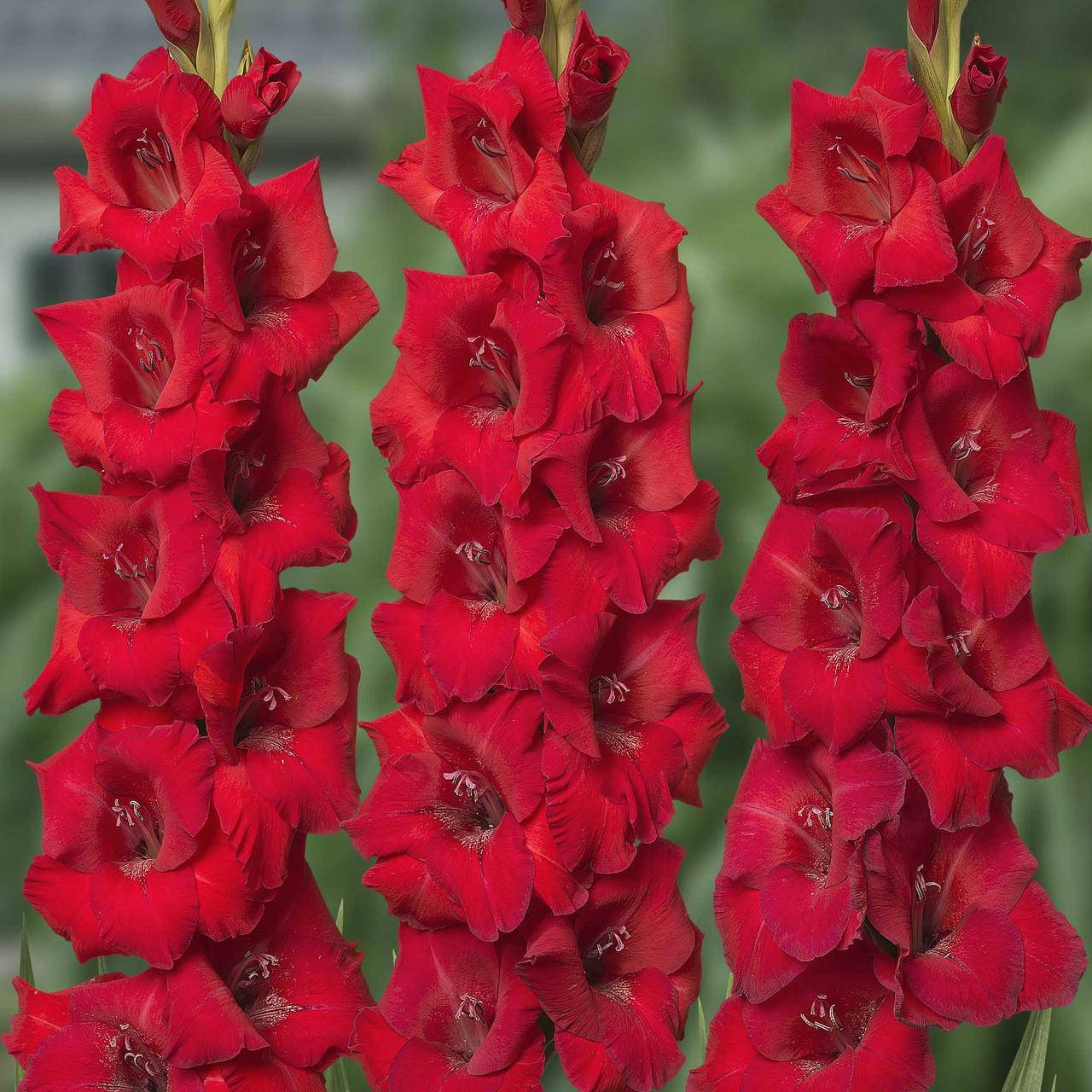 

Гладиолус Roma Луковицы