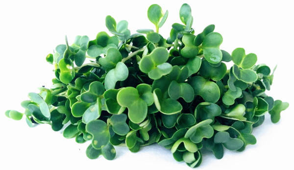 

Семена капусты Кале 20г на микрозелень