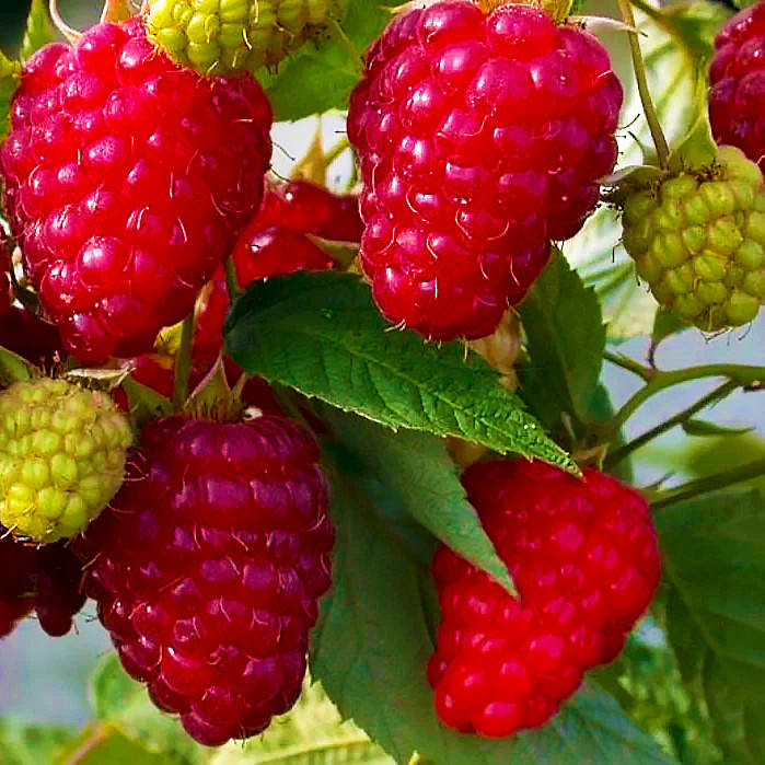 

Саженцы (кусты) летней малины Патриция - средняя, сладкая, крупноплодная, бесшипная