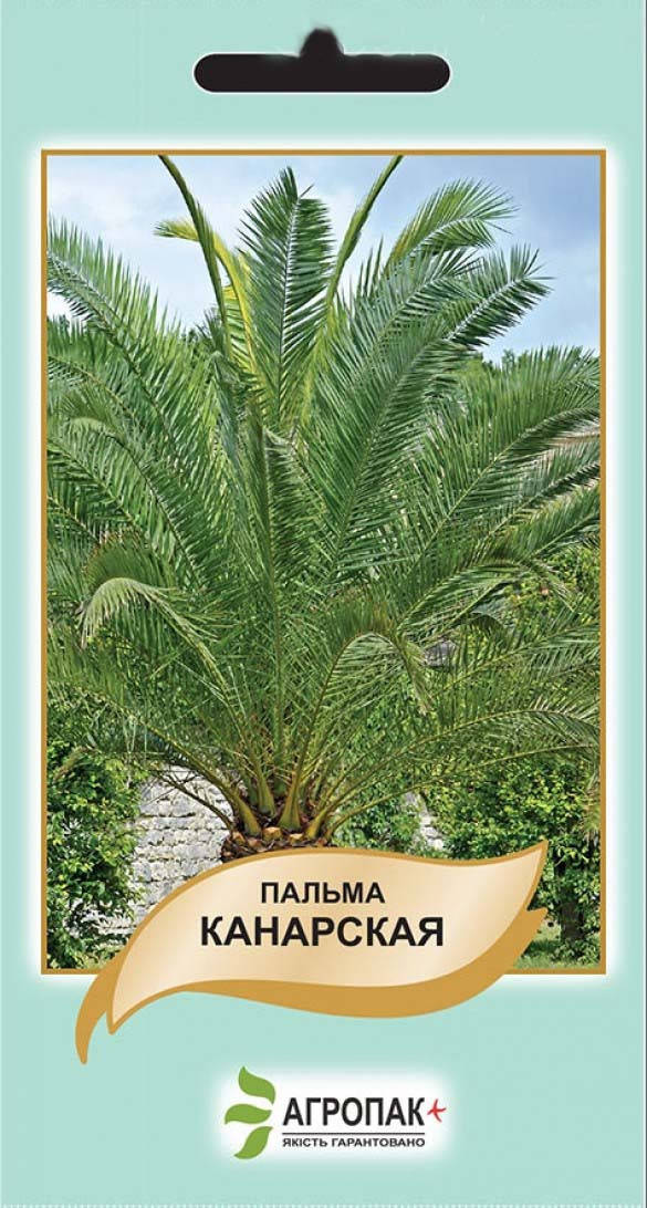 

Семена Пальма Канарская 5 шт