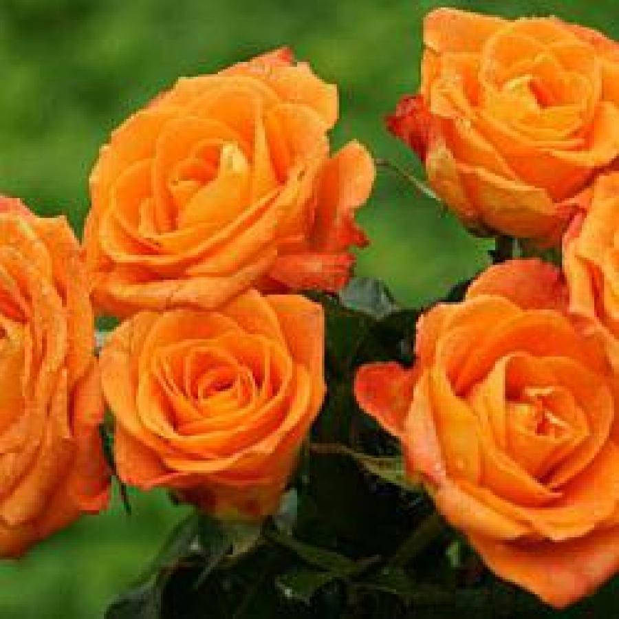 

Роза флорибунда "Orange Sensation"