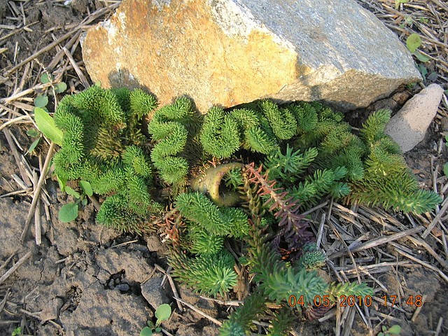 

Очиток reflexum cristata - змеевик Р9