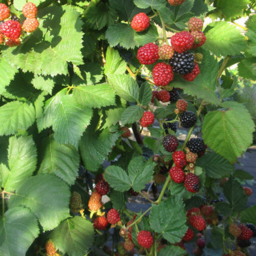 

Трипл Краун - саженцы ежевики