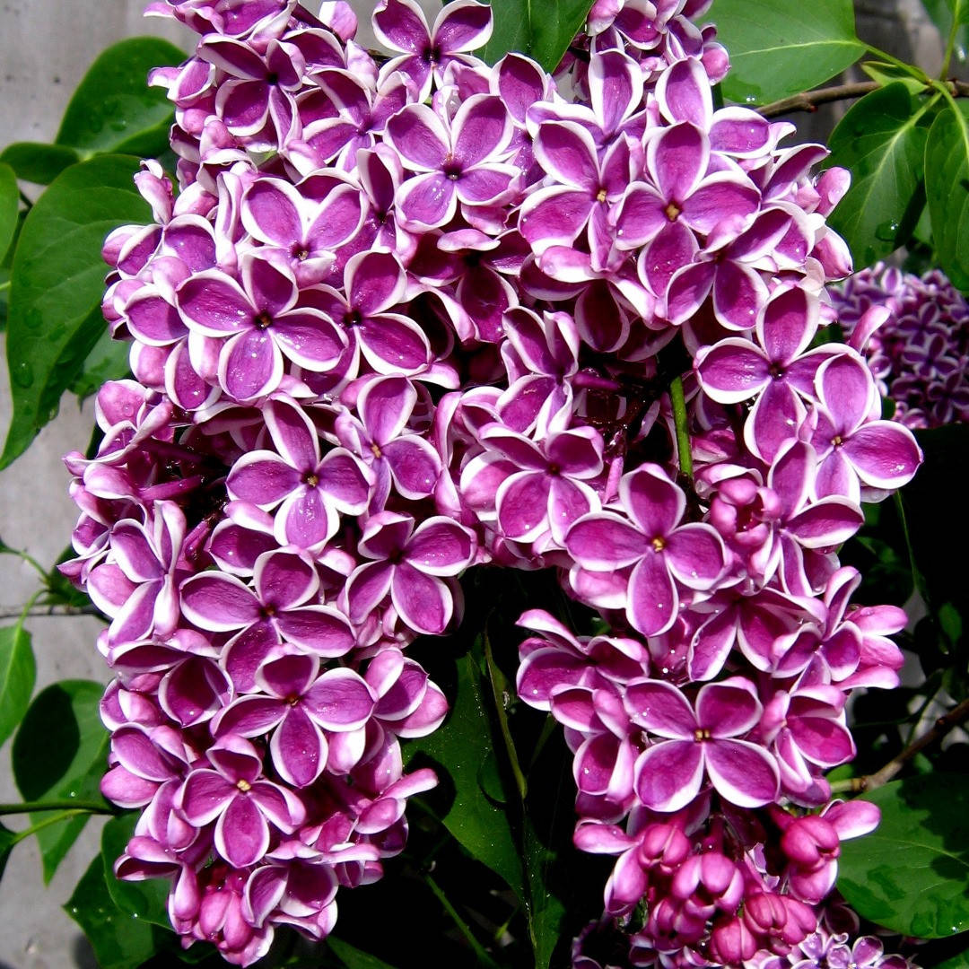 

Сирень Сенсейшн