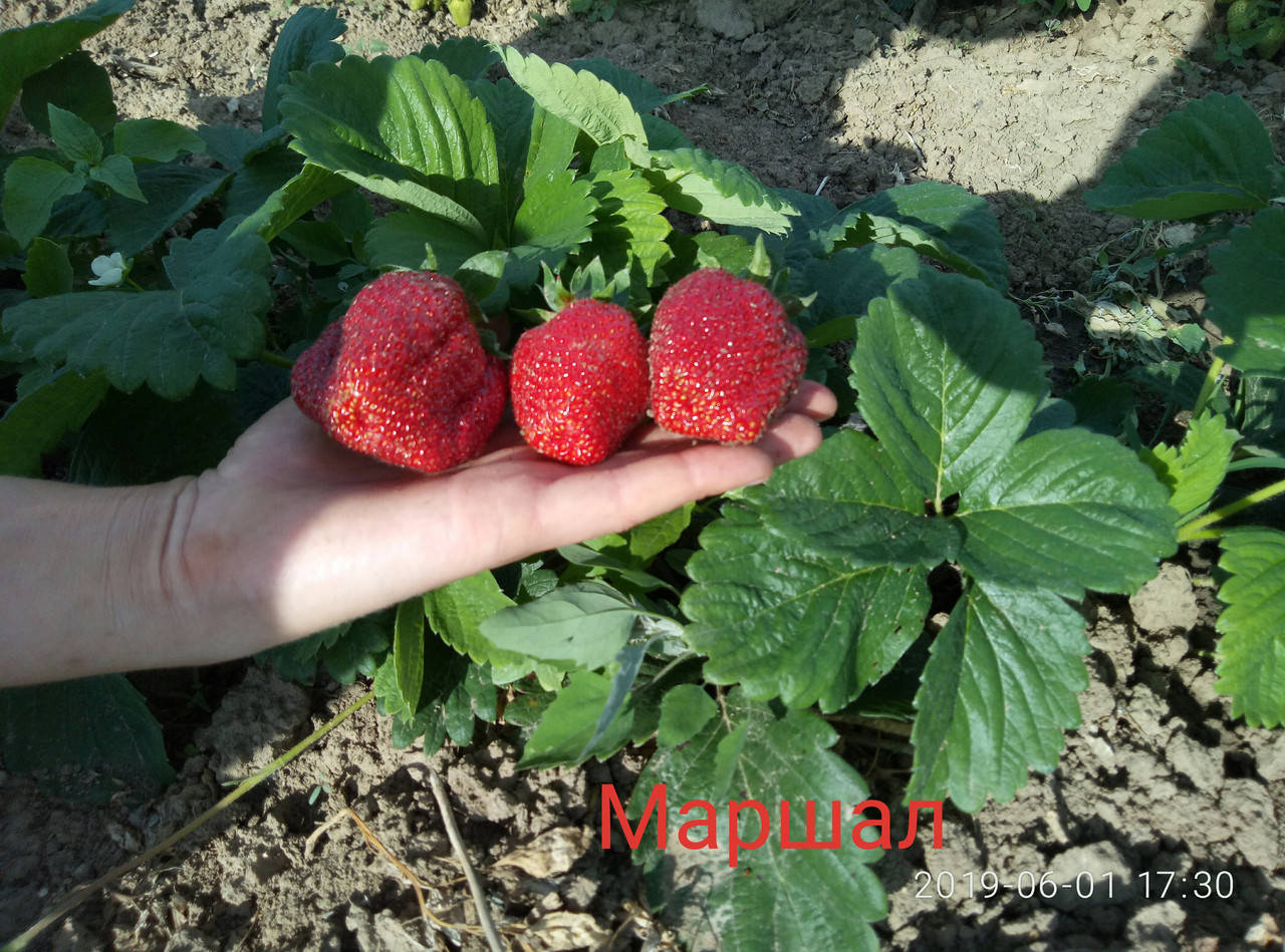 

Рассада клубники Маршал