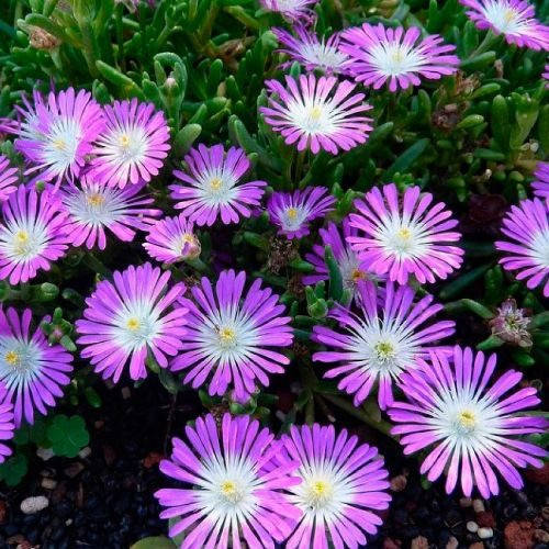 

Делосперма "Floribunda Stardust" / Саженцы