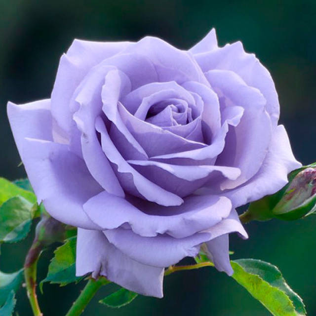 

Саженцы чайно-гибридной розы «Голубой Нил»