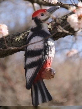 

Садовая фигура "Дятел подвесной"