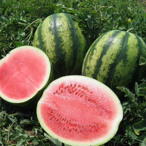 

ВИКТОРИЯ F1 - семена арбуза тип Кримсон Свит 1 000 семян, Nunhems