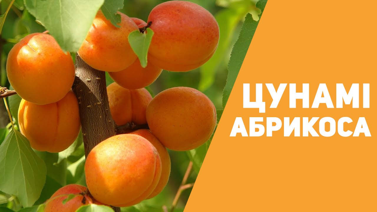 

Саженцы абрикоса «Цунами» (ранний срок созревания)