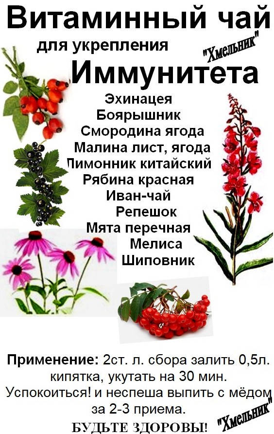 

Витаминный чай для укрепления иммунитета "Хмельник"