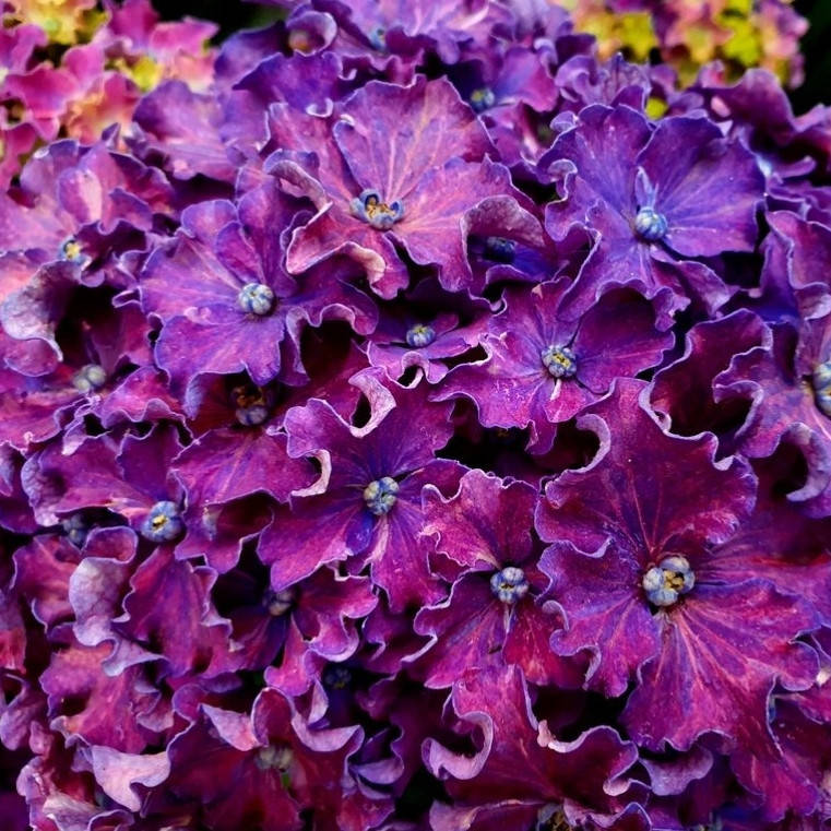 

Гортензия макрофила Curly Sparkle Blue Purple в конт. 3л