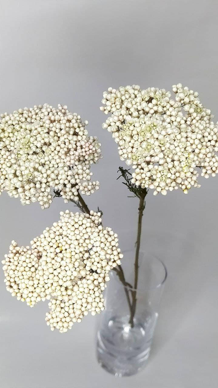 

Сухоцвет натуральный Озотамнус Белый