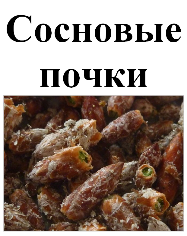 

Сосновые почки, 50 грамм