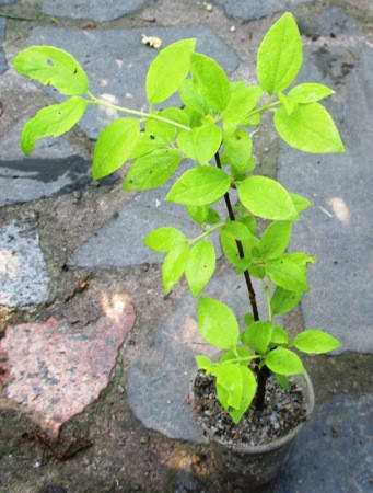 

Чубушик венечный. (От арки) Укорененные черенки в Д5. Опт от 1 шт.