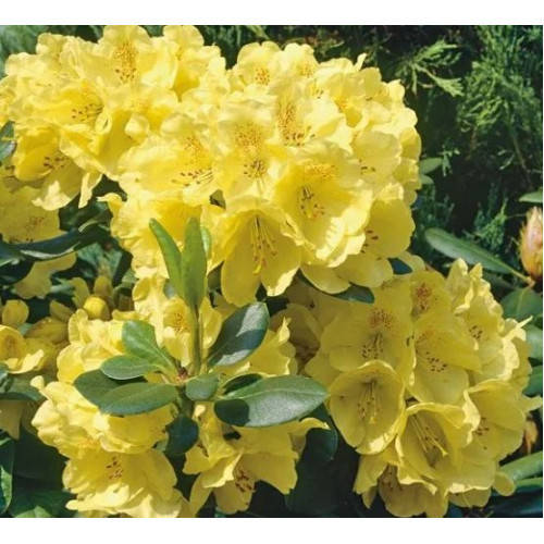 

Рододендрон "Goldkrone" (2 летний высота 30-45см)