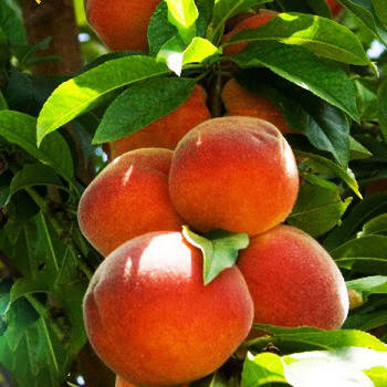 

Персик колоновидный Тотем садовода