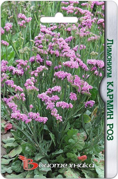 

Лимониум Кармин роз ( Биотехника ) 30 шт