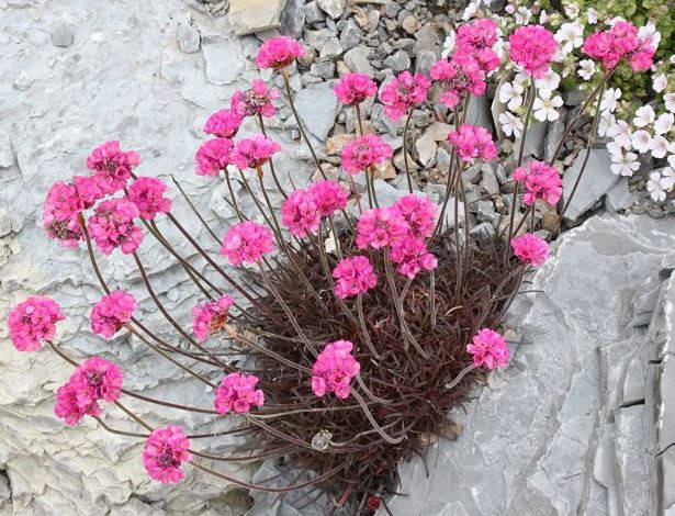 

Армерия приморская 'Rubrifolia'