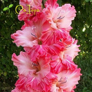 

Гладиолус Чардаш