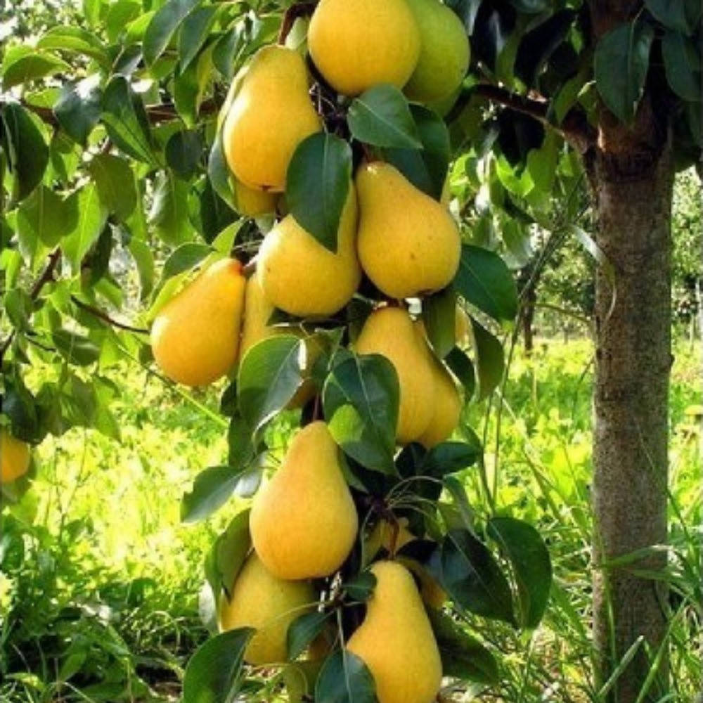 

Груша колоновидная Медовая (поздне-осенняя)