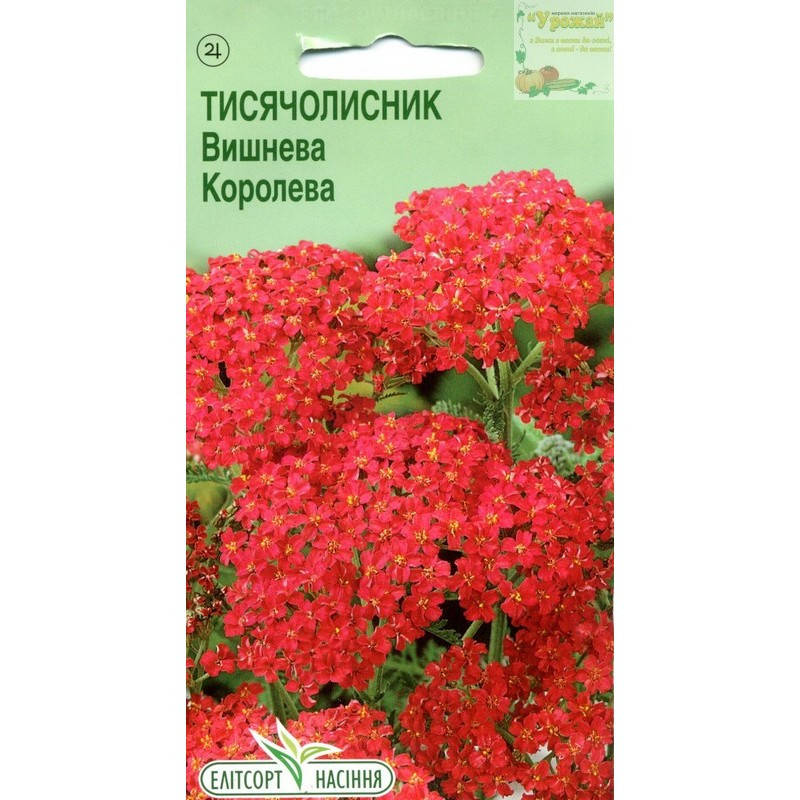 

Семена цветы Тысячелистник Вишневая королева, 0,1 г