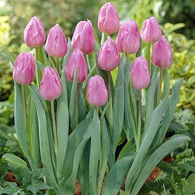 

Тюльпан Aafke (луковицы) 3 шт