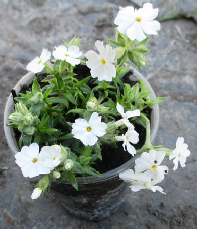 

Флокс шиловидный Maischnee (Майский снег). В контейнерах Д5.