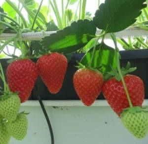 

Саженцы клубники "фриго" сорту "Аня" ( Ania Strawberry)