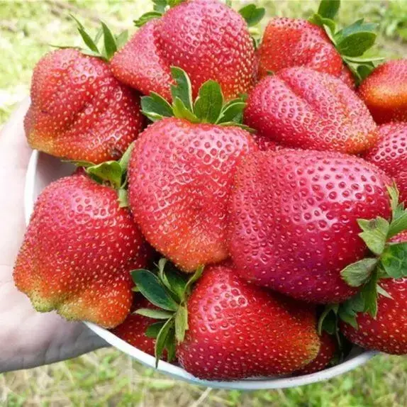 

Клубника "МАРМЕЛАДА" / Крупноплодный сорт среднего срока созревания / Саженцы (ОКС)