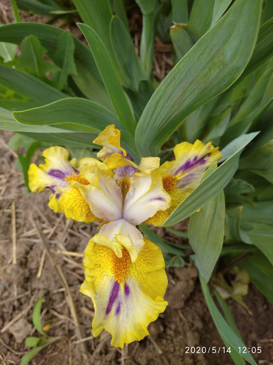 

Ирис Карликовый Scoundrel