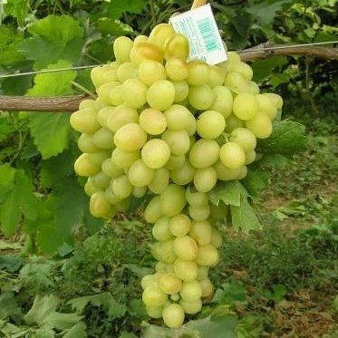 

Саженцы винограда Аркадия