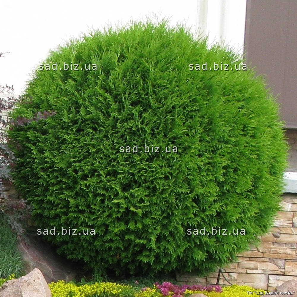 

Туя западная 'Danica'. Контейнер 3 л