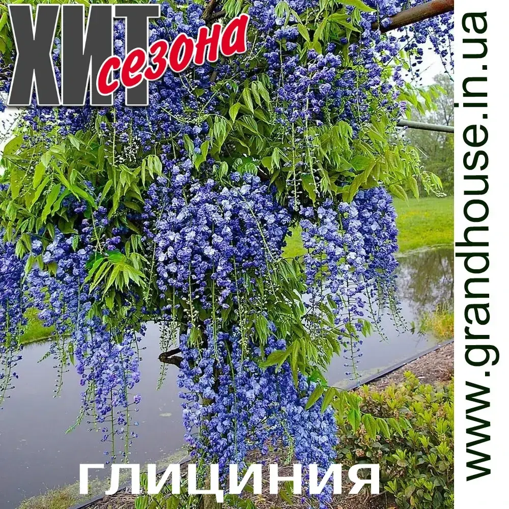 

ГЛИЦИНИЯ СИНЯЯ / Вистерия / саженцы в горшке (ЗКС) - ЗАКАНЧИВАЕТСЯ