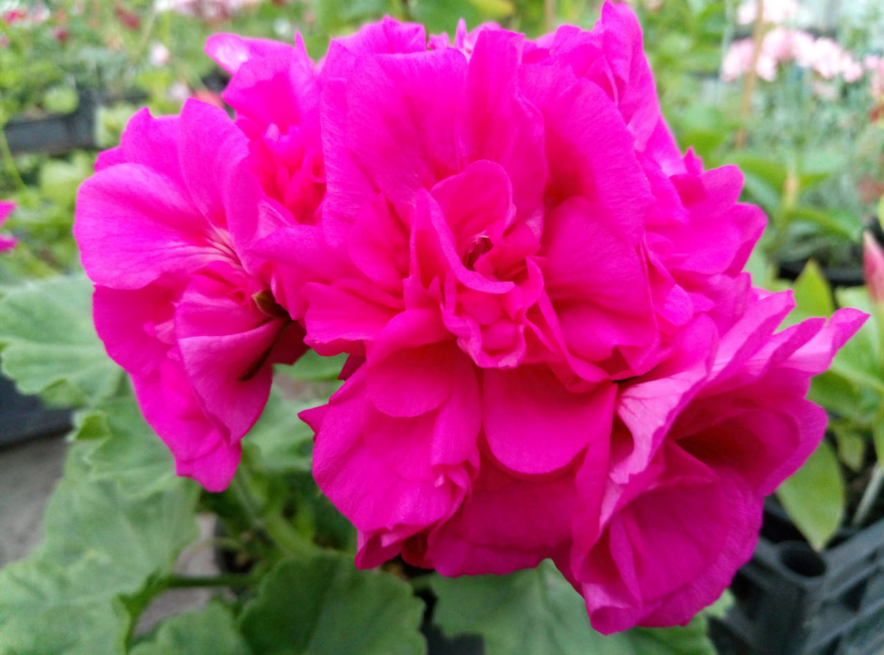 

Пеларгония "Lara Delight" (зонартик, герань, калачик №85)