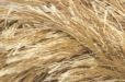 

Пряжа для вязания Декофур (травка) золотой песок 127