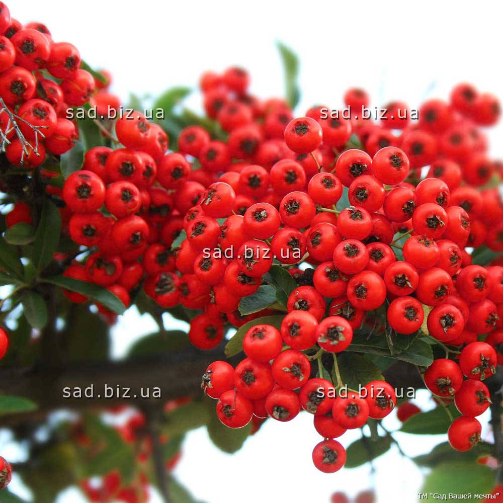 

Пираканта алая 'Red Column'. Контейнер 0,5л